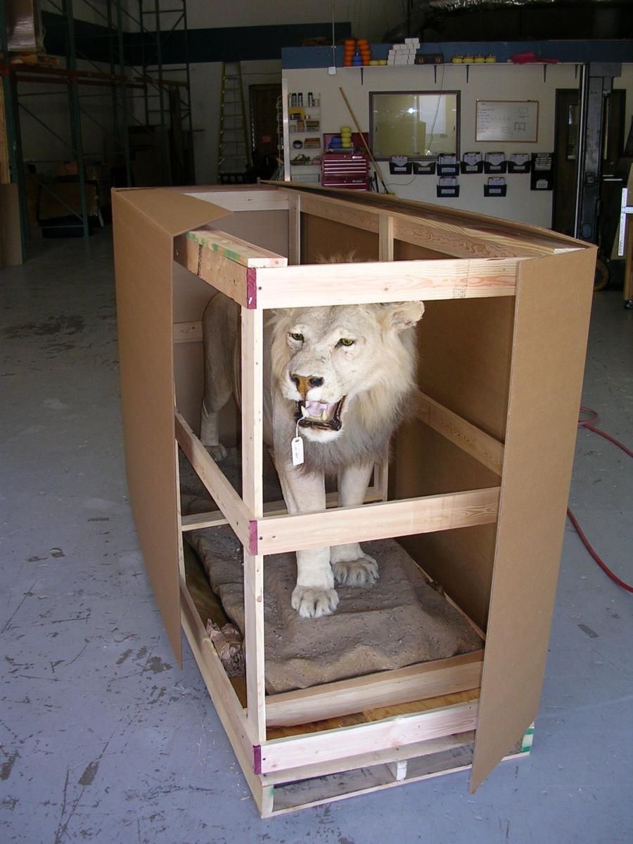 taxidermy lion during crating process